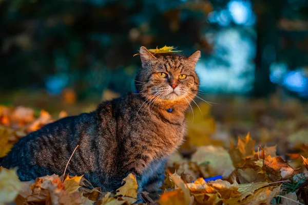 Large Striped Cat Walks Autumn Park — Stock Photo, Image