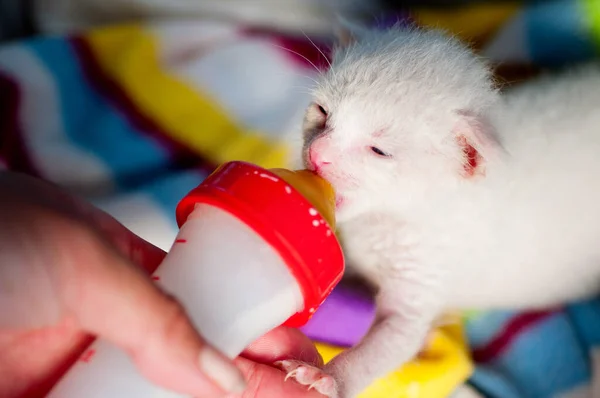 Neugeborenes Weißes Kätzchen Frisst Aus Flasche Mit Schnuller — Stockfoto