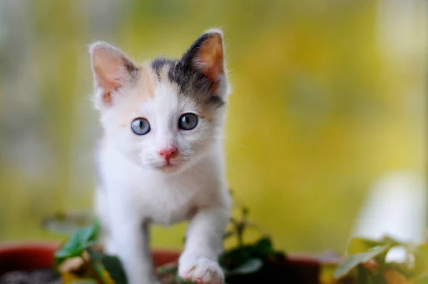 Een Kleine Pluizige Tricolor Kitten Gaat Camera Een Gele Achtergrond — Stockfoto