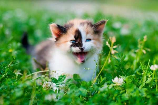 Chaton Tricolore Miaule Sur Fond Herbe — Photo