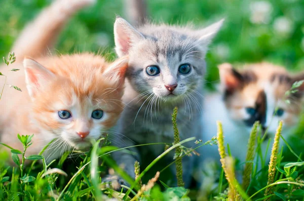 Три Кошенята Різних Кольорів Траві — стокове фото