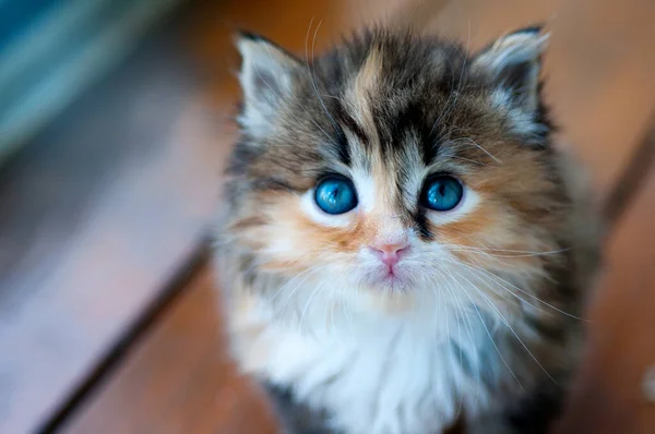 Small Kitten Big Blue Eyes Looks Frame — Stock Photo, Image