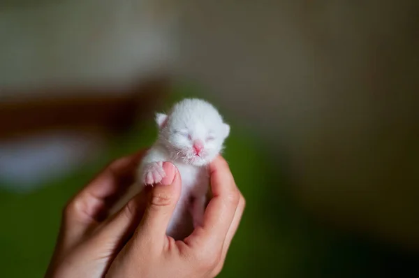 Een Pasgeboren Wit Katje Handen Van Een Man — Stockfoto