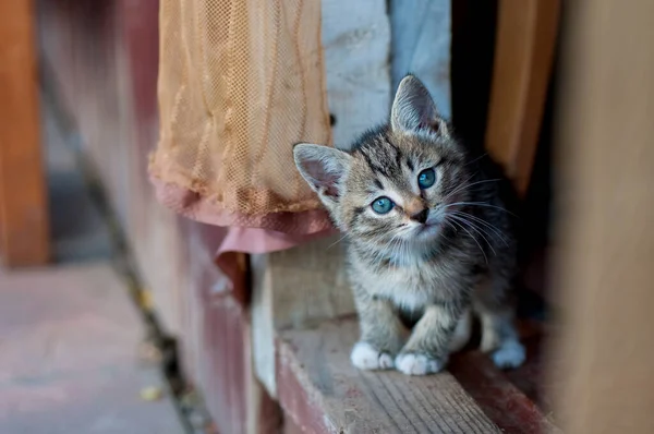 Котёнок Сидит Окне Старого Дома — стоковое фото