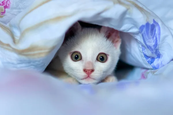 Das Weiße Kätzchen Versteckt Sich Unter Der Decke Und Ist — Stockfoto