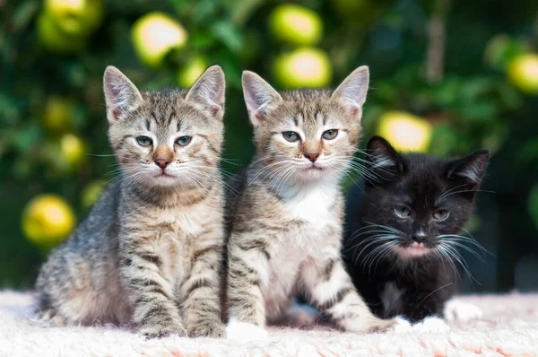 Три Кошенята Сидять Саду Зеленому Тлі — стокове фото