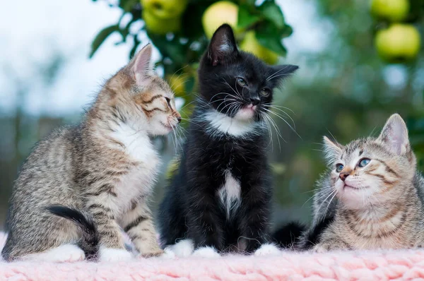 緑の背景に三匹の子猫が庭に座っている — ストック写真