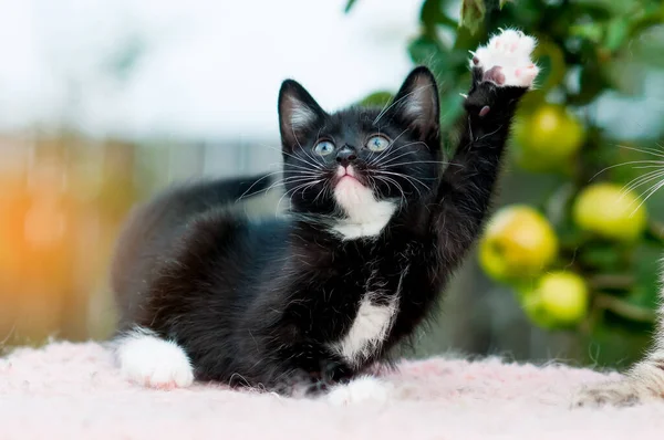 黒い子猫が遊んで足を振る — ストック写真
