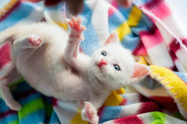 Трохи Білого Кошеня Блакитними Очима Грає — стокове фото