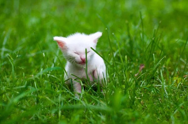 Küçük Beyaz Bir Kedi Yavrusu Ilk Kez Dışarı Çıktı Çimlere — Stok fotoğraf