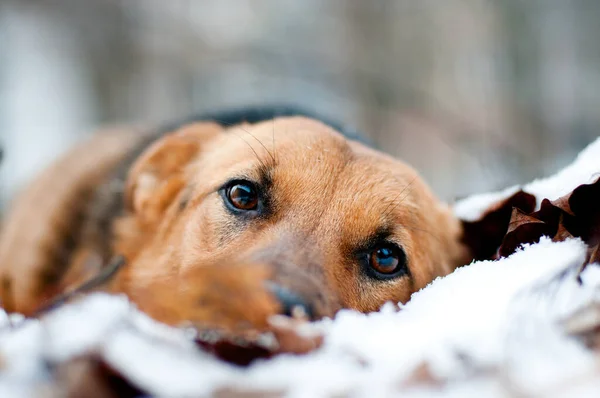 Triste Cão Vadio Congela Neve — Fotografia de Stock