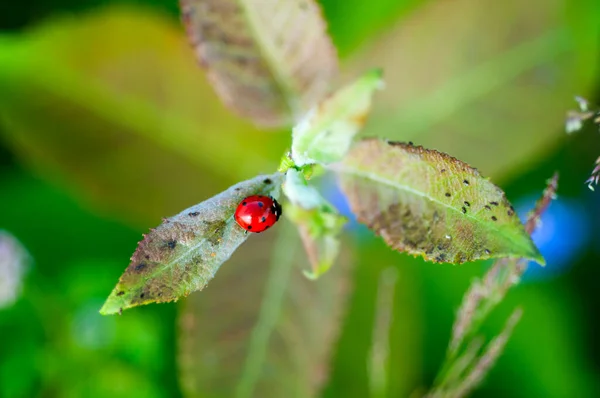 Coccinelle Sur Les Feuilles Vue Dessus — Photo