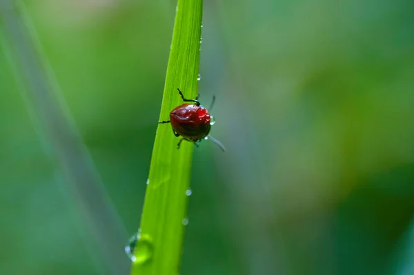 Escarabajo Gotas Rocío Hierba Sobre Fondo Verde — Foto de Stock