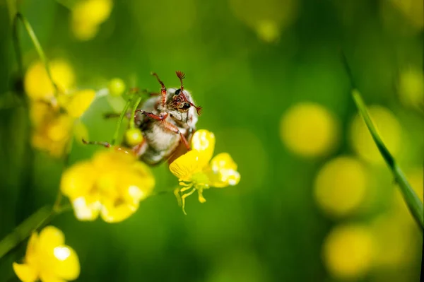 Escarabajo Mayo Sobre Flores Amarillas Buttercup Sobre Fondo Verde — Foto de Stock