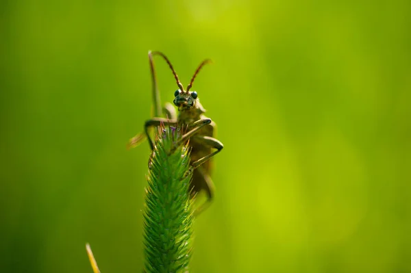 Escarabajo Con Bigote Largo Sienta Hierba Sobre Fondo Verde Mira — Foto de Stock