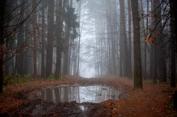 Dark Pine Autumn Forest Road Going Fog Large Puddle Foreground — Stock Photo, Image