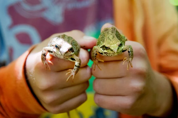 两只蟾蜍或林蛙在一个孩子的手里 — 图库照片