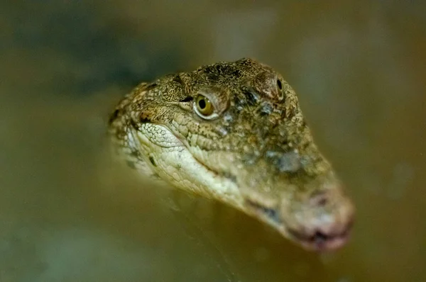 Crocodilo Caiman Água Jardim Zoológico Atrás Vidro — Fotografia de Stock