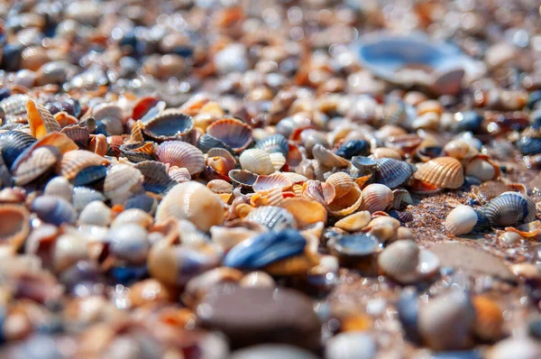 Seashore Strewn Colorful Pebbles — Stock Photo, Image