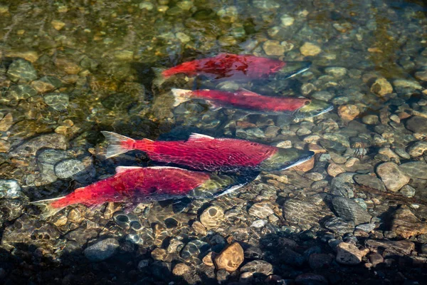 Spawining Sockeye zalm in zwemmen Shallow Creek — Stockfoto