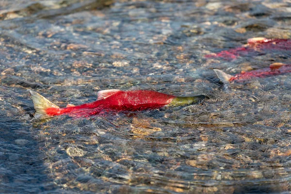 Tarło Sockeye Łosoś Pływanie w płytkiej rzece — Zdjęcie stockowe