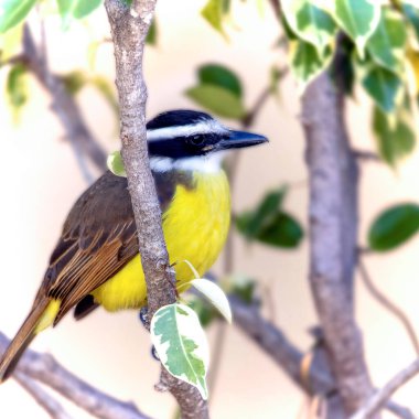Bahçede büyük bir öpücük