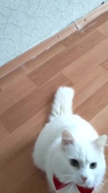 Boynunda kırmızı bir kelebek olan beyaz bir Türk kedisinin portresi pencere pervazında duruyor. Mavi ve sarı gözlü beyaz kedi, çok renkli gözler. Dünya Hayvan Günü. HD.
