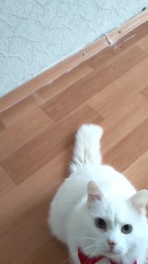 Boynunda kırmızı bir kelebek olan beyaz bir Türk kedisinin portresi pencere pervazında duruyor. Mavi ve sarı gözlü beyaz kedi, çok renkli gözler. Dünya Hayvan Günü. HD.