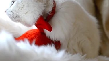 Boynunda kırmızı bir kelebek olan beyaz bir Türk kedisinin portresi pencere pervazında duruyor. Mavi ve sarı gözlü beyaz kedi, çok renkli gözler. Dünya Hayvan Günü. HD.