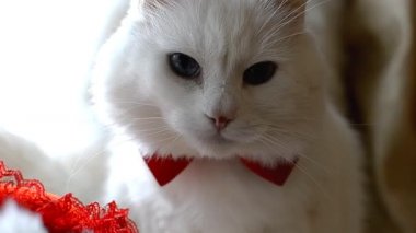 Boynunda kırmızı bir kelebek olan beyaz bir Türk kedisinin portresi pencere pervazında duruyor. Mavi ve sarı gözlü beyaz kedi, çok renkli gözler. Dünya Hayvan Günü. HD.