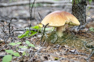 Sonbahar ormanında bir ağacın altında beyaz bir mantar.