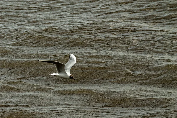 White Seagull Flying Waves Large River — Stock Photo, Image