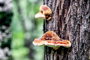Koyu kahverengi ağaç kabuğunda kırmızı renkli ağaç mantarları