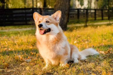 Galli Corgi Pembroke köpeği, mutlu gülümseyen köpek. Galli Corgi Pembroke 'un portresi ve parkta çimlerin üzerinde oturan mutlu sevimli köpek.. 