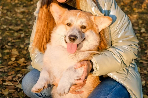 Валлийский Корги Пемброк щенок, счастливая улыбающаяся собака. Портрет валлийского Корги Пемброка улыбка и счастливая милая собака сидит на траве в парке. — стоковое фото