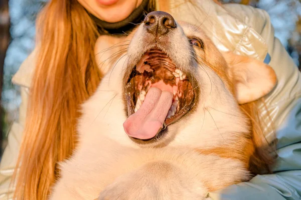 Валлийский Корги Пемброк щенок, счастливая улыбающаяся собака. Портрет валлийского Корги Пемброка улыбка и счастливая милая собака сидит на траве в парке. — стоковое фото