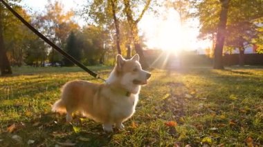 Köpek eğitmeni köpeğe emirlere uymayı öğretir. Galli Corgi Pembroke köpeğiyle oynayan kız. Gülümse ve parkta oynayan mutlu şirin köpek