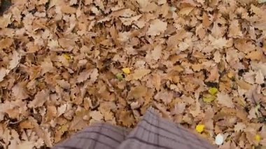 Top View Kadın Ayakları Düşmüş Meşe Yaprakları ile Kaplanmış Yerde İlerliyor. Autumn Park, Orman 'da Yürüyüş. Kızlar Düşmüş Yapraklar 'a basıyor. Ağır çekim. Yapraklar