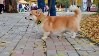 Parkta koşan Pembroke Welsh Corgi köpeği, arkadan çekilen vinç görüntüsü. Sonbahar sokağında sahibine gülümseyen sevimli köpek.