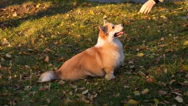Εκπαιδευτής σκύλων διδάσκει το σκυλί να ακολουθεί εντολές. Κορίτσι που παίζει με το Ουαλό Corgi Pembroke κουτάβι της. Χαμογελάστε και χαρούμενος χαριτωμένο σκυλί παίζει στο πάρκο — Αρχείο Βίντεο