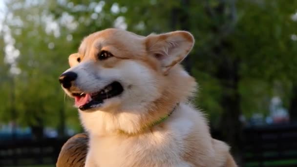 Πορτρέτο του χαμογελαστού Ουαλίας Corgi Pembroke, χαρούμενος σκύλος παίζει στο πάρκο — Αρχείο Βίντεο