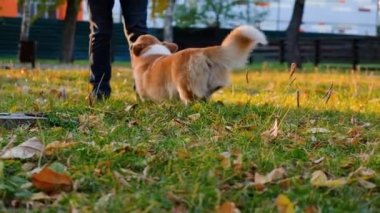 Galli Corgi Pembroke 'uyla oynayan kadın. Gülümse ve mutlu şirin köpek sonbahar parkında yürüyor, kuyruğunu sallıyor.