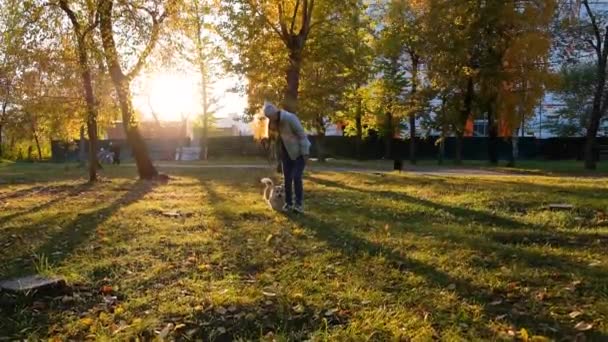 Pembroke galés Corgi perro corriendo en el parque, grúa de vídeo de disparo siguiente por detrás. Sonriendo lindo perro con propietario en el follaje de otoño — Vídeo de stock