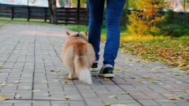 Parkta koşan Pembroke Welsh Corgi köpeği, arkadan çekilen vinç görüntüsü. Sonbahar sokağında sahibine gülümseyen sevimli köpek.