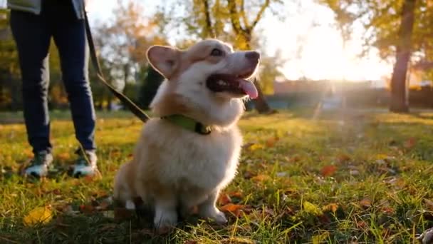 笑っているウェールズの肖像｜Corgi Pbroke,公園で遊んでいる幸せな犬 — ストック動画