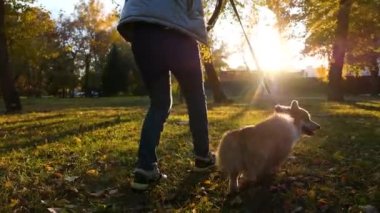 Parkta koşan Pembroke Welsh Corgi köpeği, arkadan çekilen vinç görüntüsü. Sonbahar yeşilliklerinde sahibi olan sevimli bir köpek.