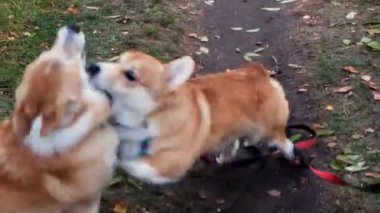 İki Galli Corgi Pembroke köpeği atlıyor, ısırıyor ve sarı sonbahar yapraklarını boyuyor. Mutlu Corgi köpekleri..