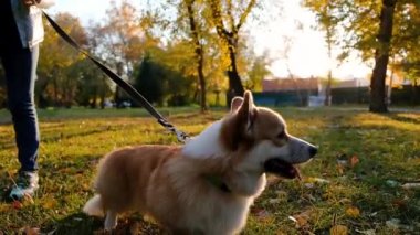 Galli Corgi Pembroke 'uyla oynayan kadın. Gülümse ve mutlu şirin köpek sonbahar parkında yürüyor, kuyruğunu sallıyor.