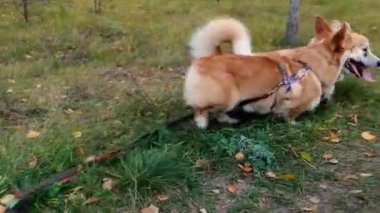 İki Galli Corgi Pembroke köpeği atlıyor, ısırıyor ve sarı sonbahar yapraklarını boyuyor. Mutlu Corgi köpekleri..