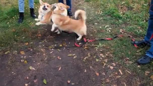 Két walesi Corgi Pembroke kutya ugrik, harap és játszik a sárga őszi levelek ellen. Boldog corgi kutyákat.. — Stock videók